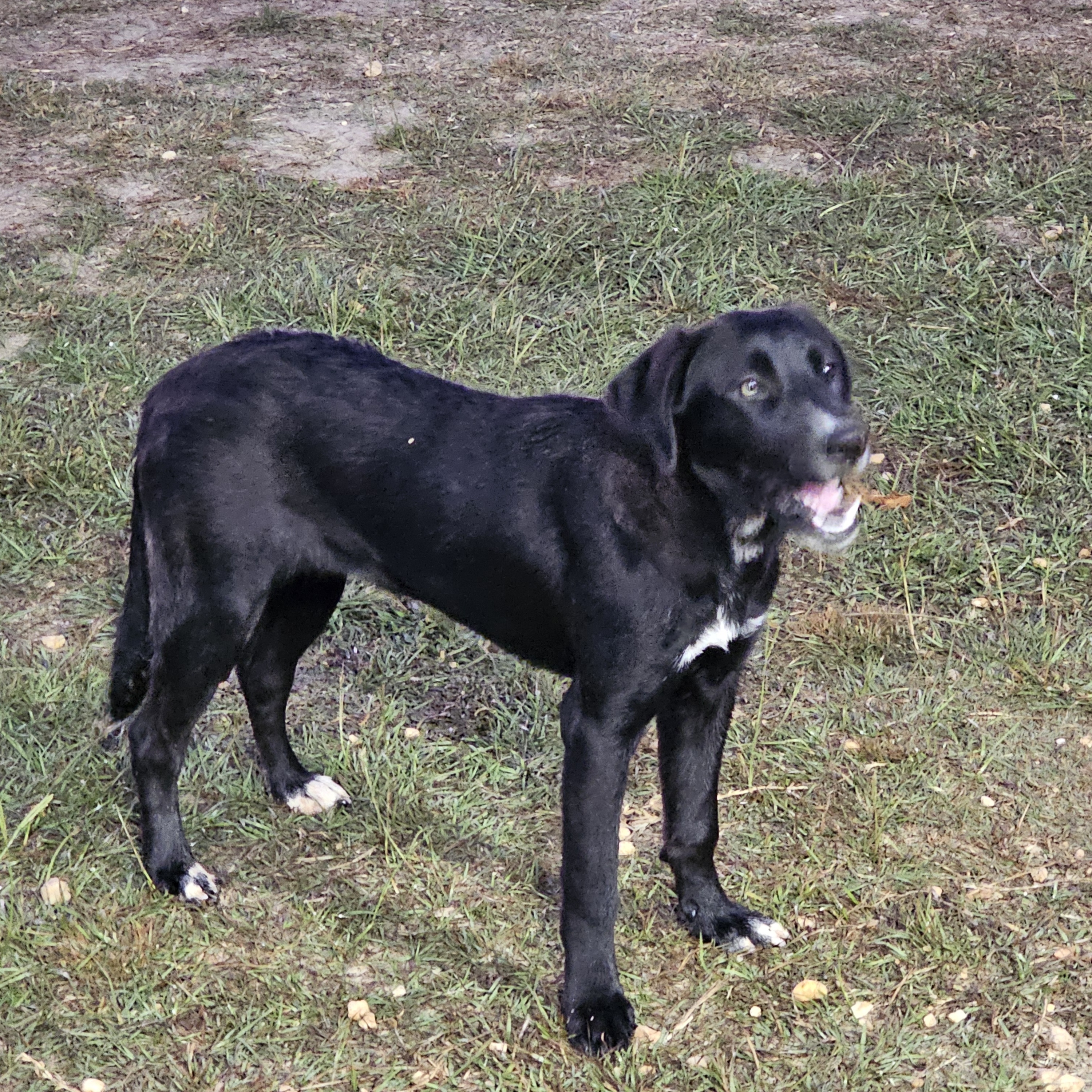 Bindi, Adoptable, Young Female Border Collie.