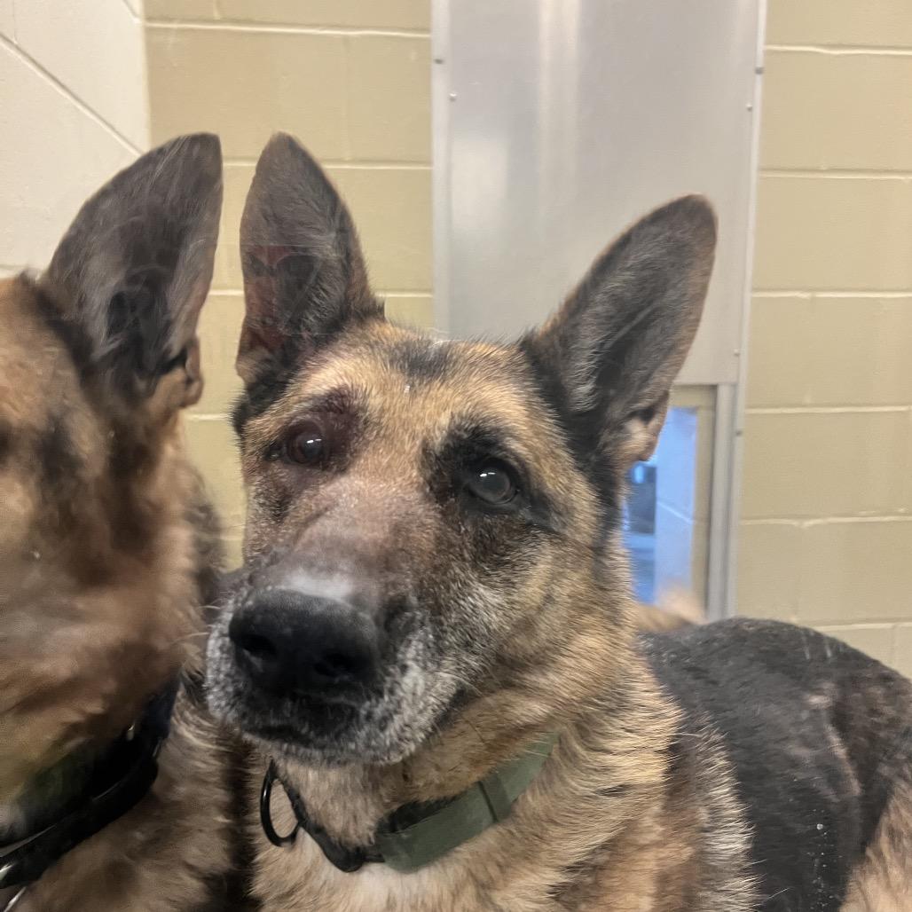 Karma, Adoptable, Senior Female German Shepherd Dog.