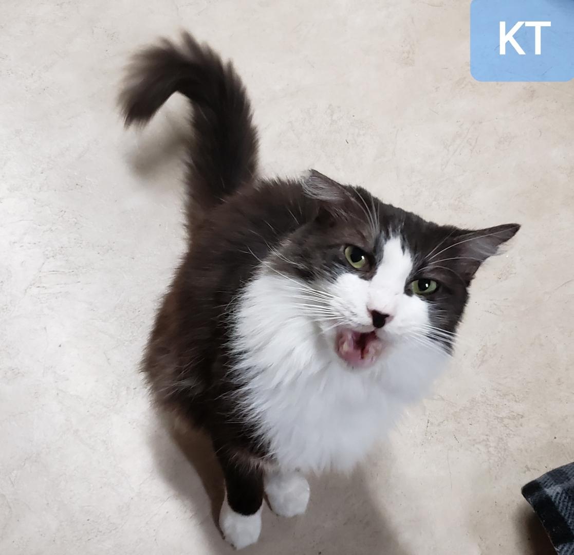 KT, ADOPTABLE, Adult Male Domestic Medium Hair.