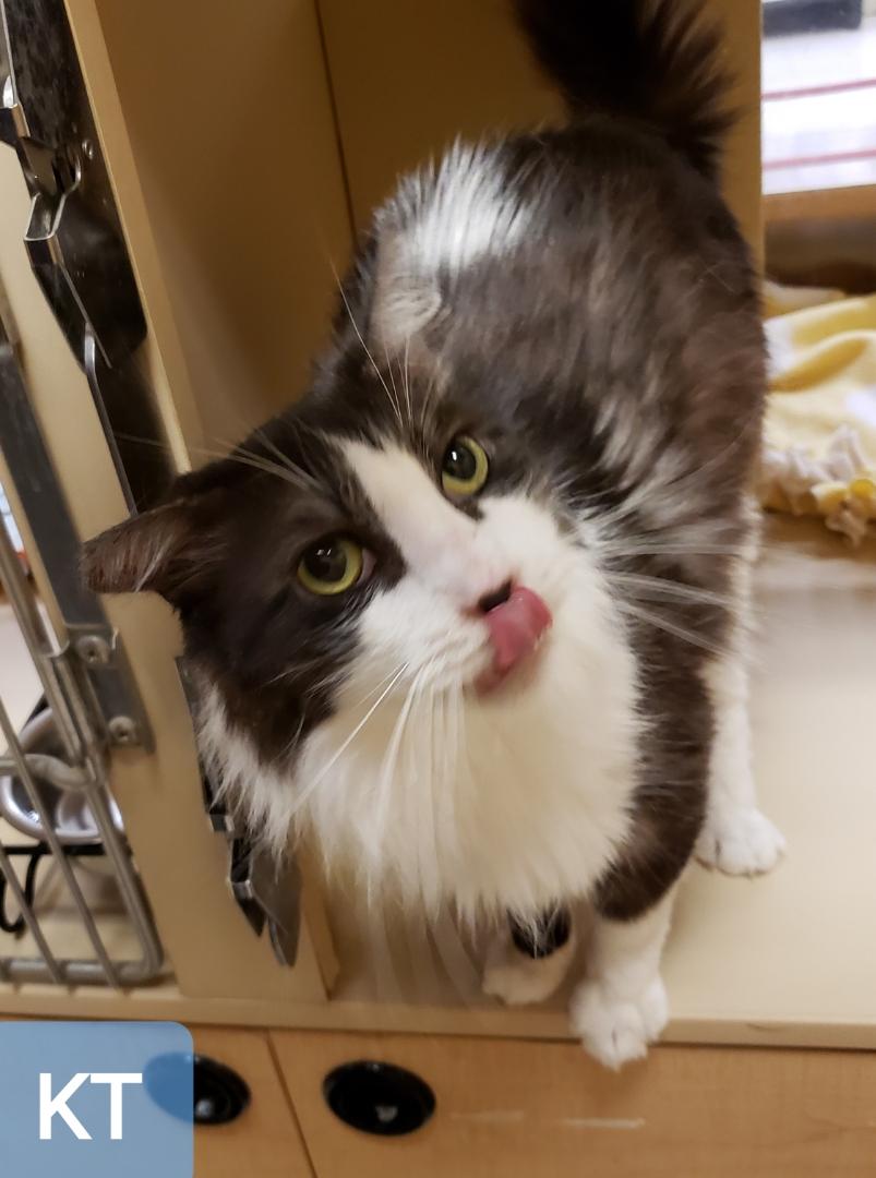 KT, a ADOPTABLE Domestic Medium Hair in Sherwood, OR image 2/3