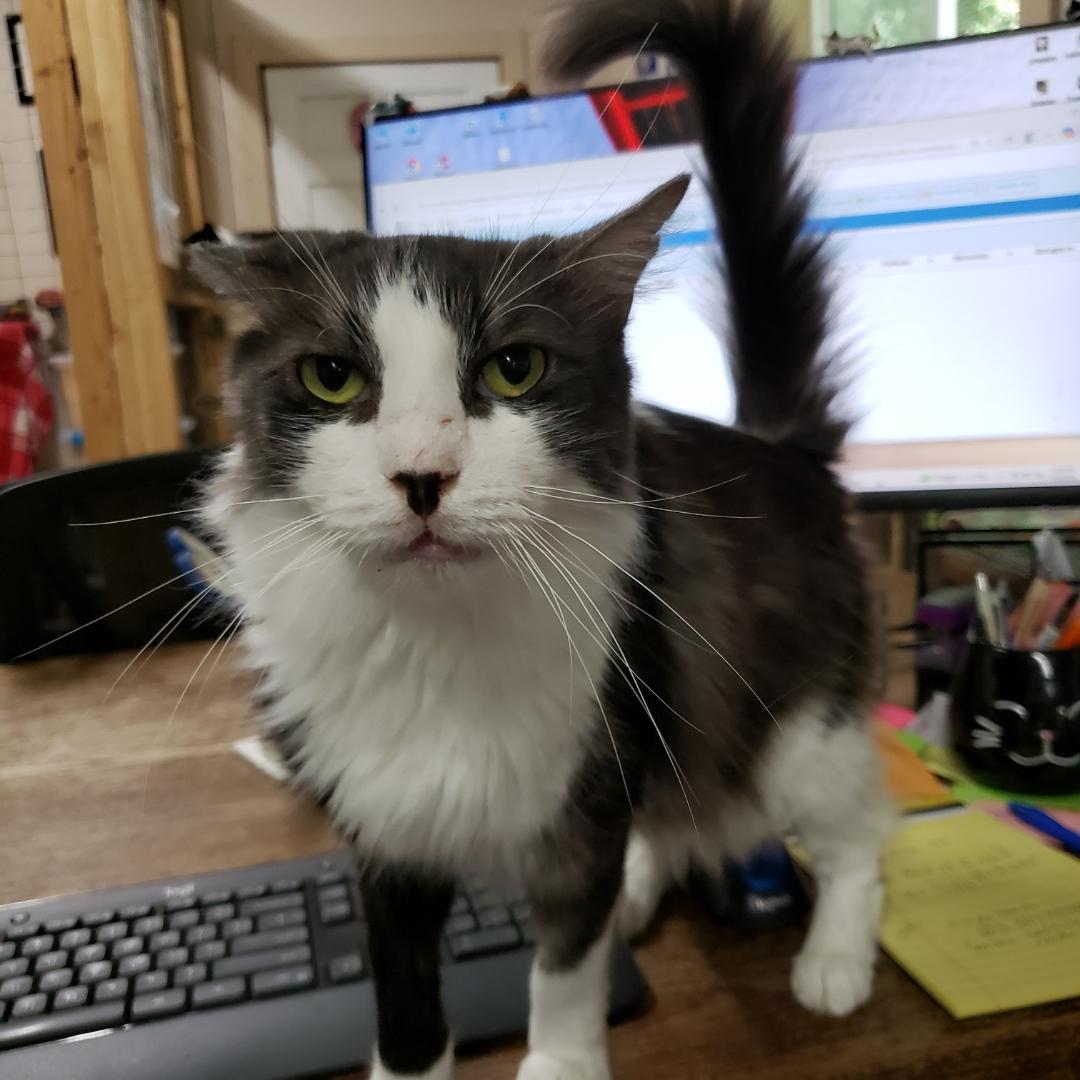 KT, a ADOPTABLE Domestic Medium Hair in Sherwood, OR image 3/3