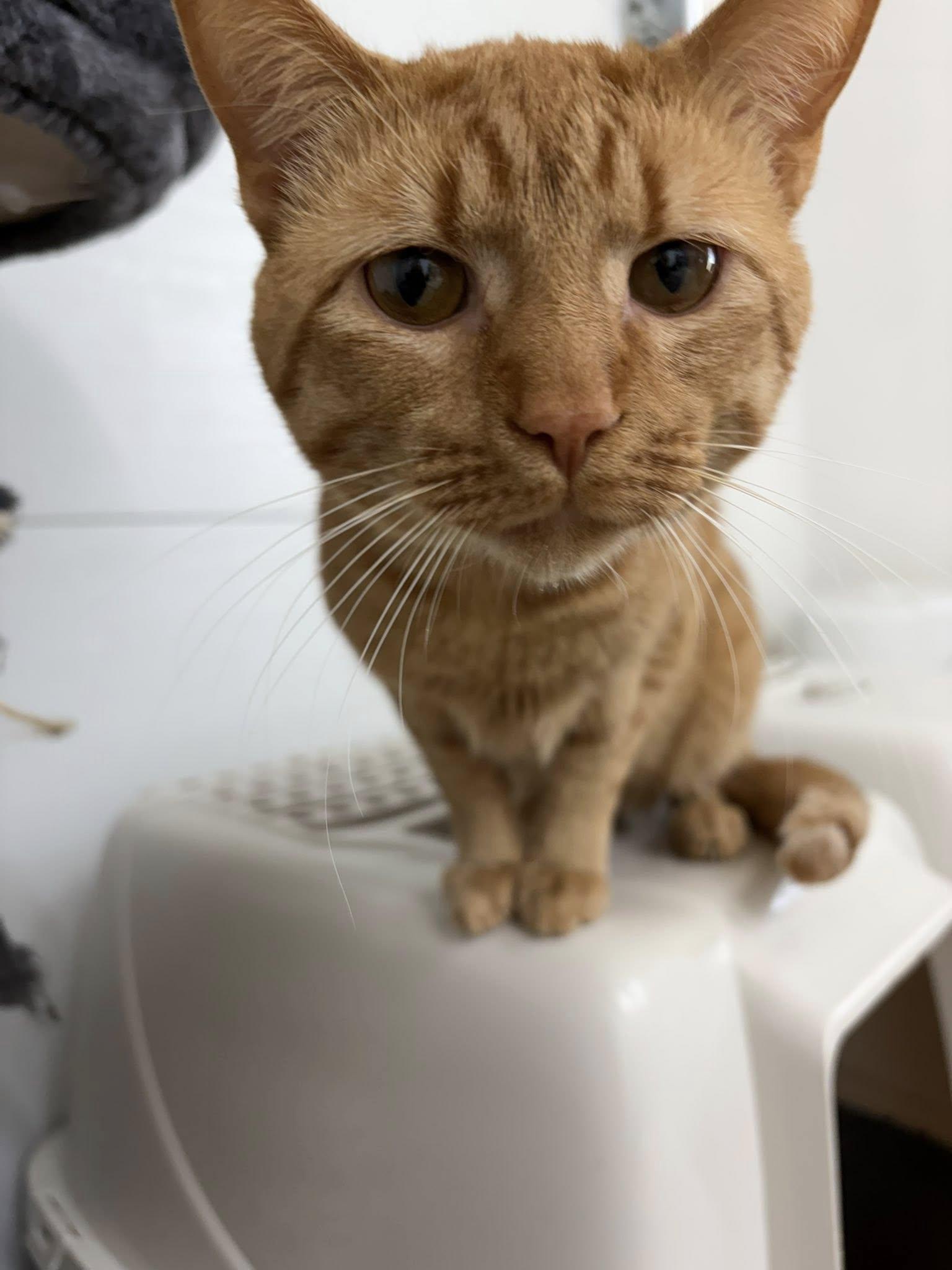 Enlarge Big Tuna, a ADOPTABLE Domestic Short Hair in Clarksville, TN image 2/4
