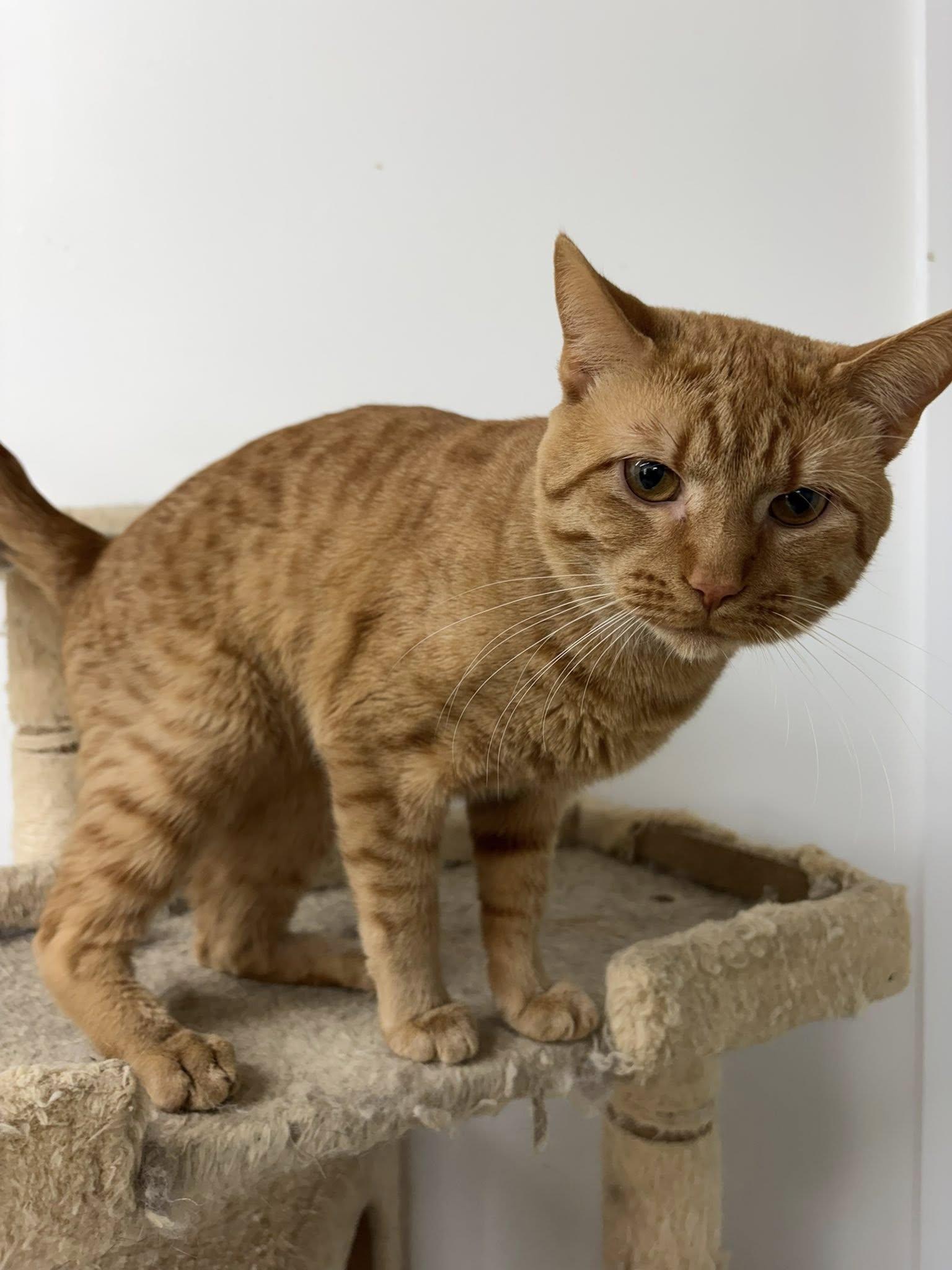 Enlarge Big Tuna, a ADOPTABLE Domestic Short Hair in Clarksville, TN image 4/4