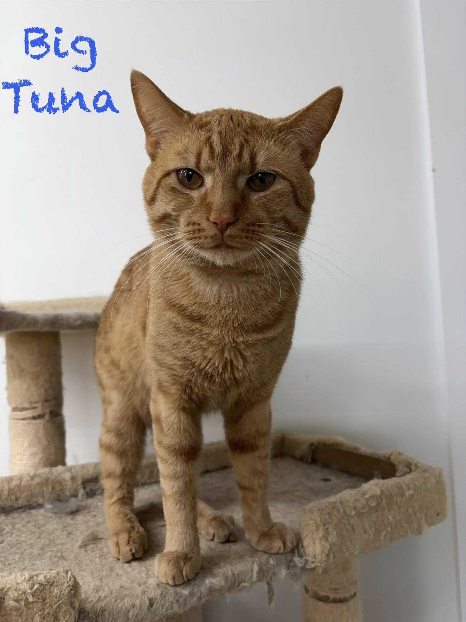 Enlarge Big Tuna, a ADOPTABLE Domestic Short Hair in Clarksville, TN image 1/4