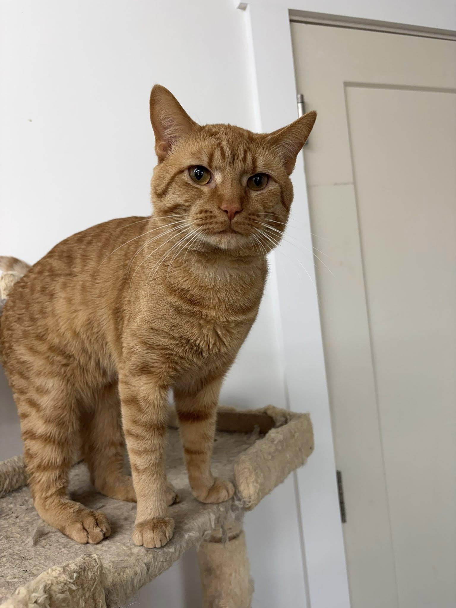 Enlarge Big Tuna, a ADOPTABLE Domestic Short Hair in Clarksville, TN image 3/4