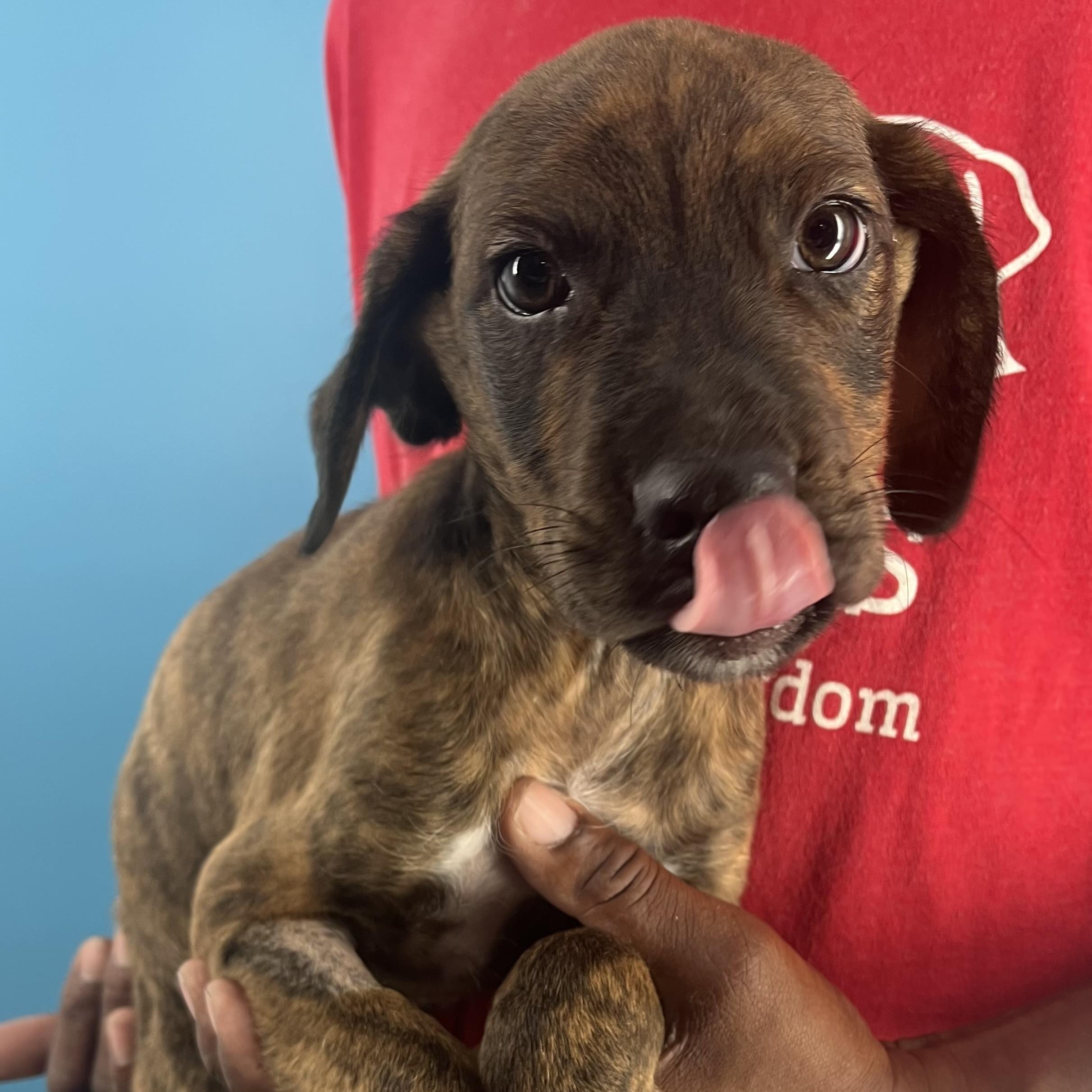 Marco  Local Oct thumbnail 3