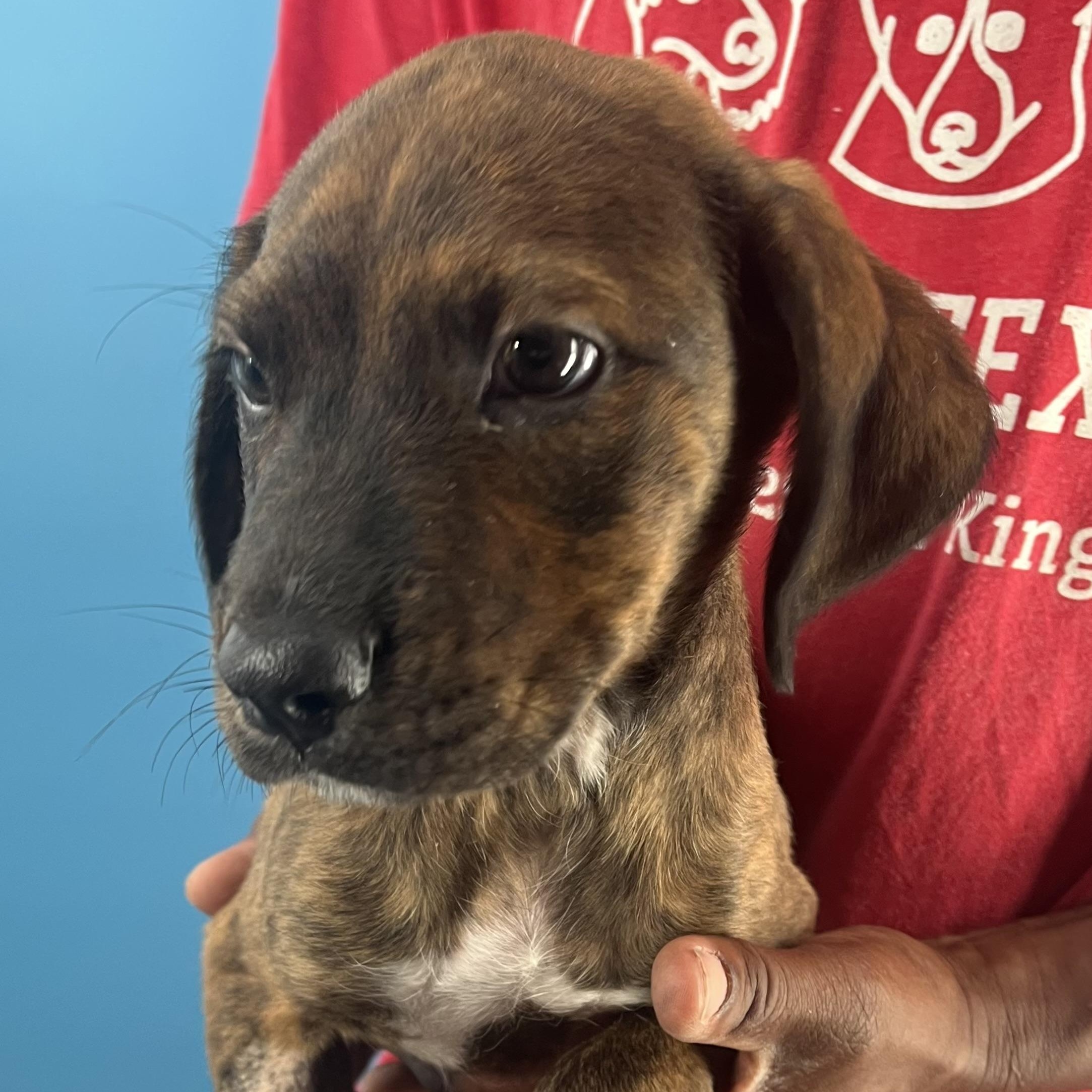 Marco  Local Oct thumbnail 4