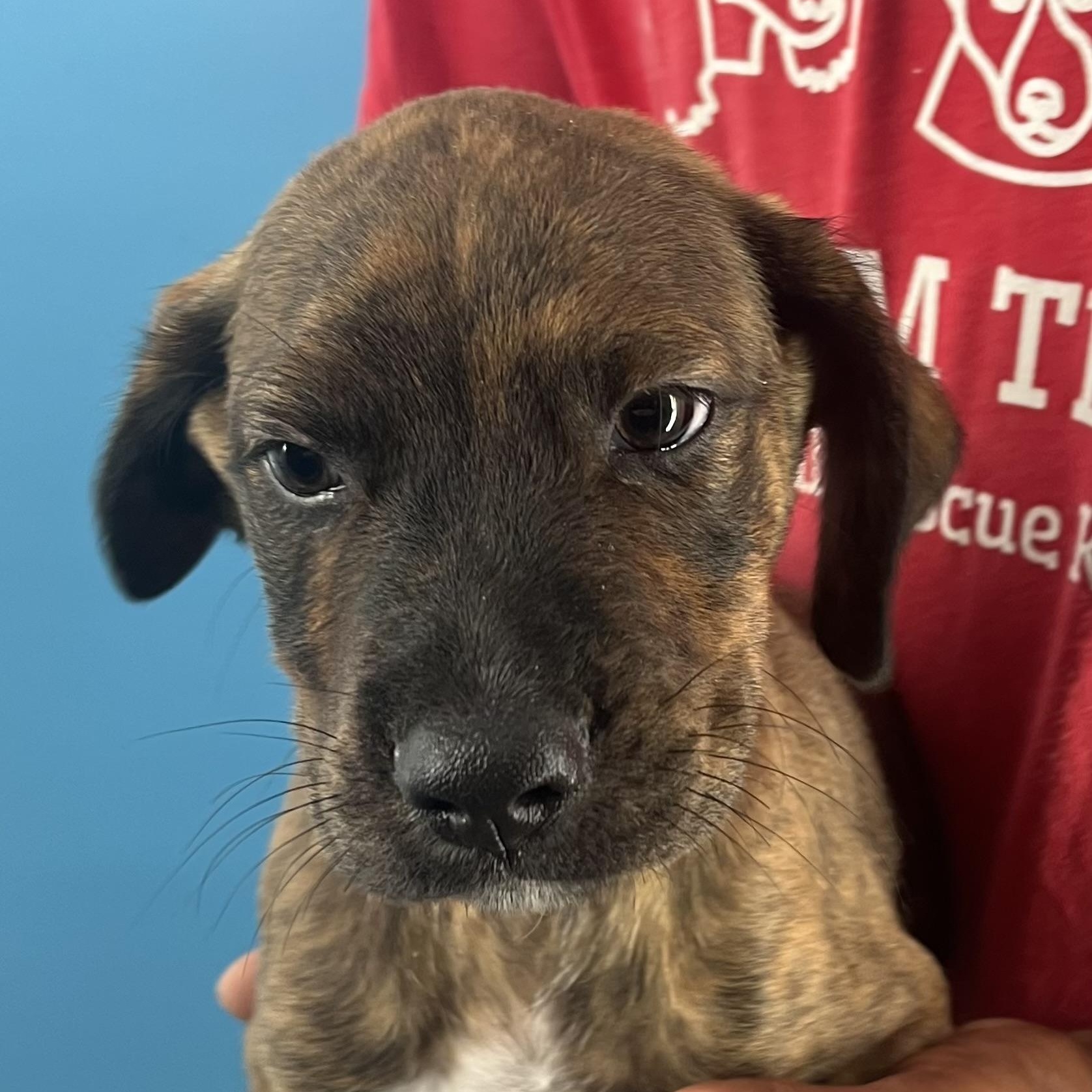 Marco  Local Oct thumbnail 5