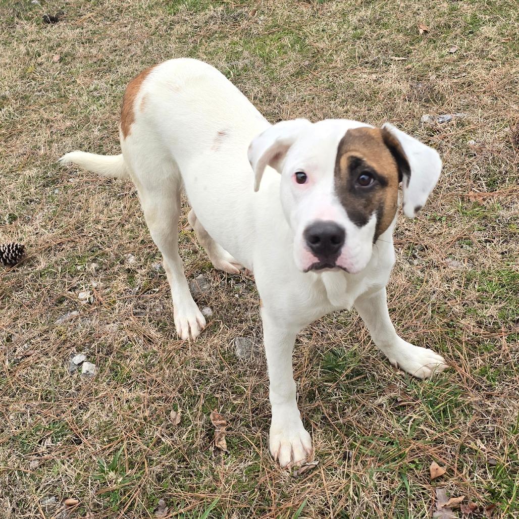 Enlarge Spade - 102208T, a Adoptable mixed breed in Tupelo, MS image 1/5