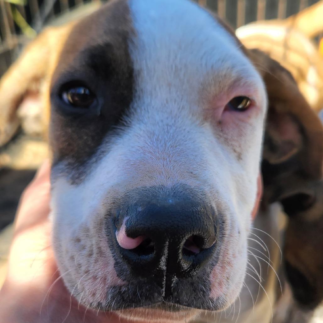 Enlarge Spade - 102208T, a Adoptable mixed breed in Tupelo, MS image 2/5