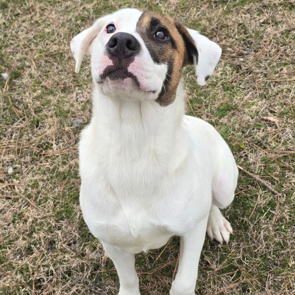 Enlarge Spade - 102208T, a Adoptable mixed breed in Tupelo, MS image 3/5