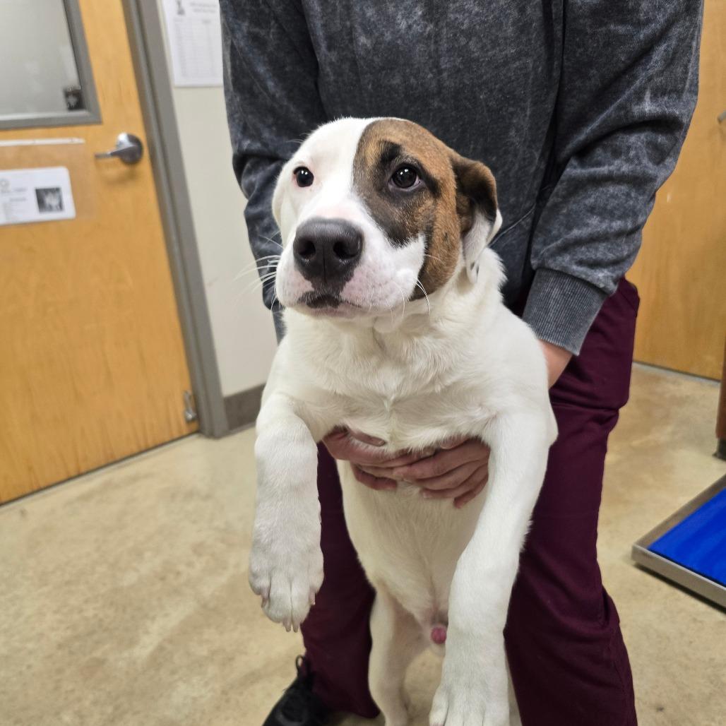 Enlarge Spade - 102208T, a Adoptable mixed breed in Tupelo, MS image 4/5