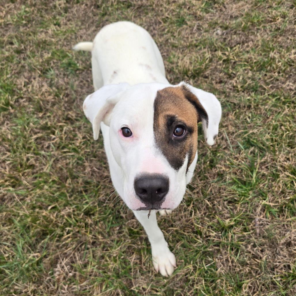 Enlarge Spade - 102208T, a Adoptable mixed breed in Tupelo, MS image 5/5