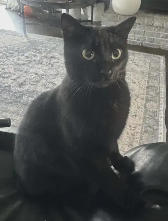 Enlarge Cutsie, a Adoptable Domestic Short Hair in Grand Rapids, MI image 1/1