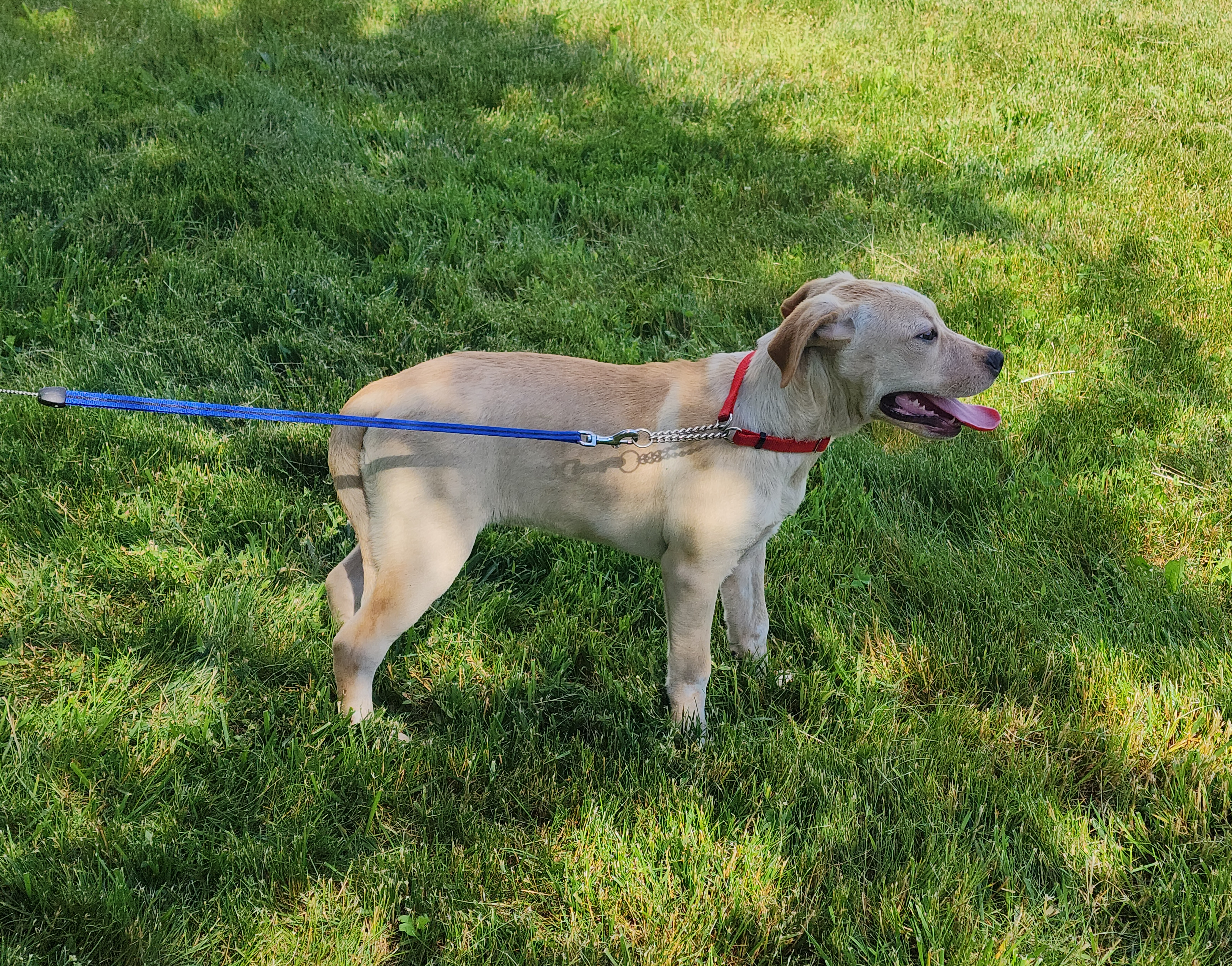 Katara~ADOPTED, Adopted, Puppy Female Labrador Retriever.