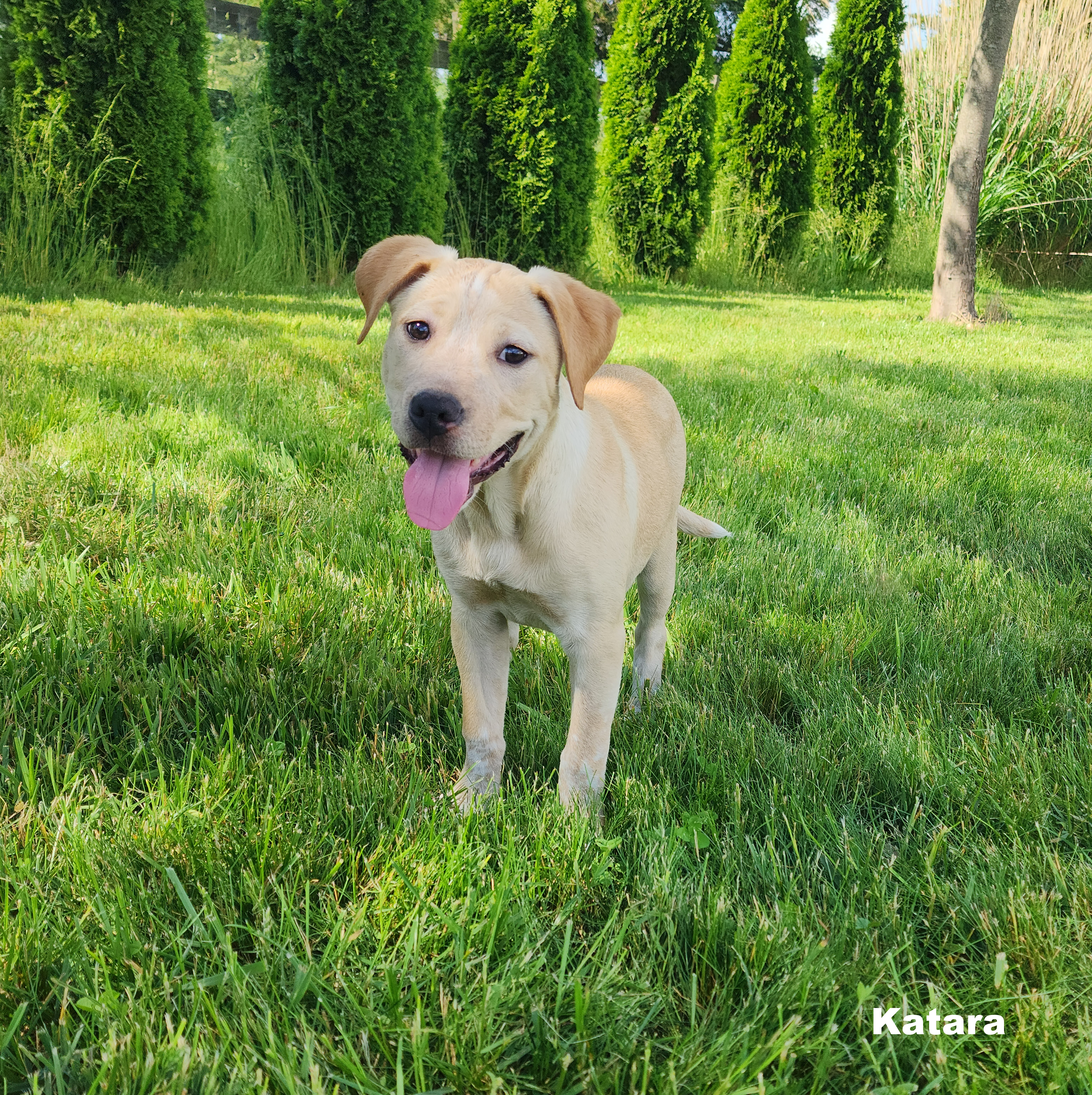 Enlarge Katara~ADOPTED, a Adopted Labrador Retriever in Milford, NJ image 2/6