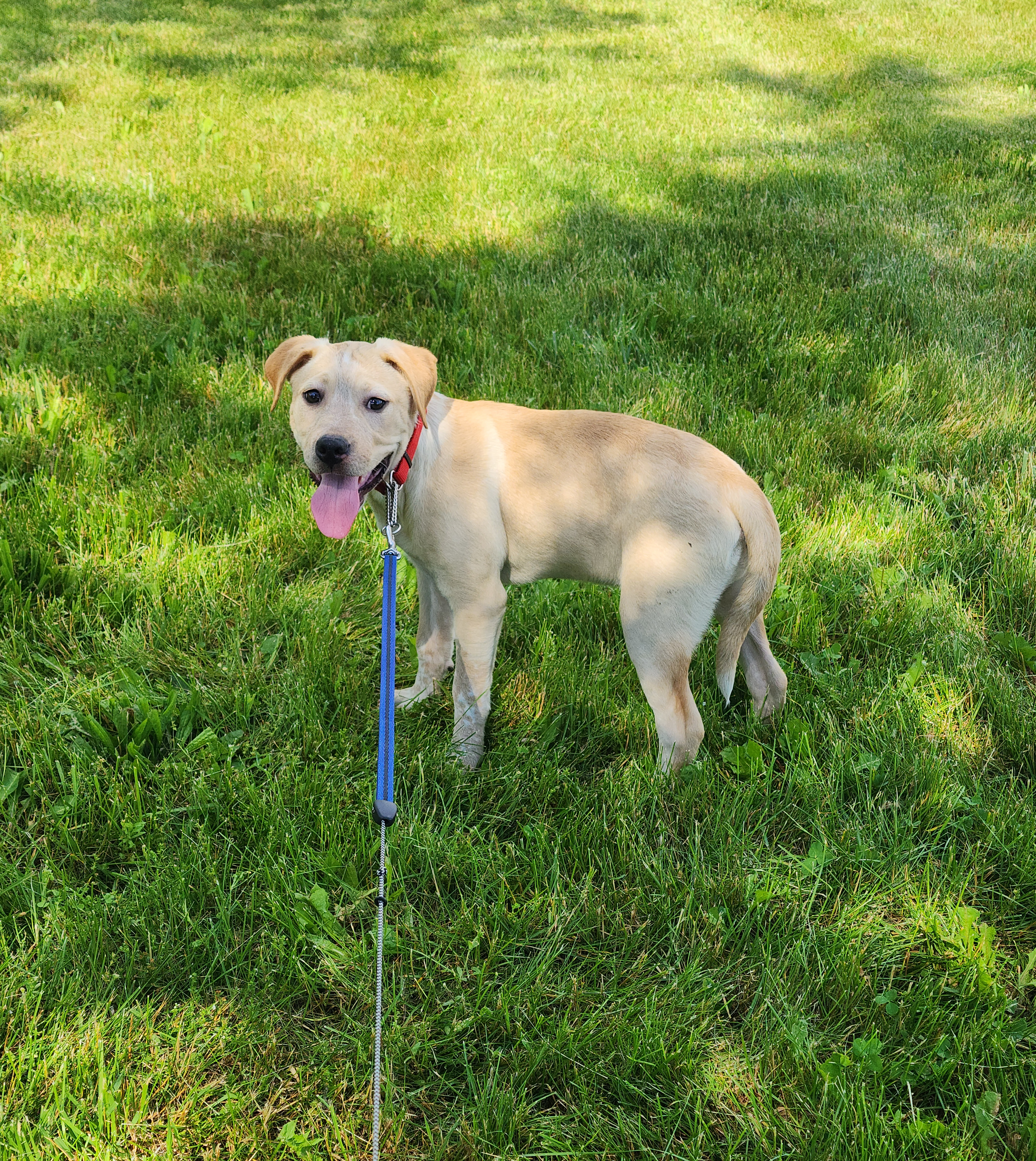 Enlarge Katara~ADOPTED, a Adopted Labrador Retriever in Milford, NJ image 3/6
