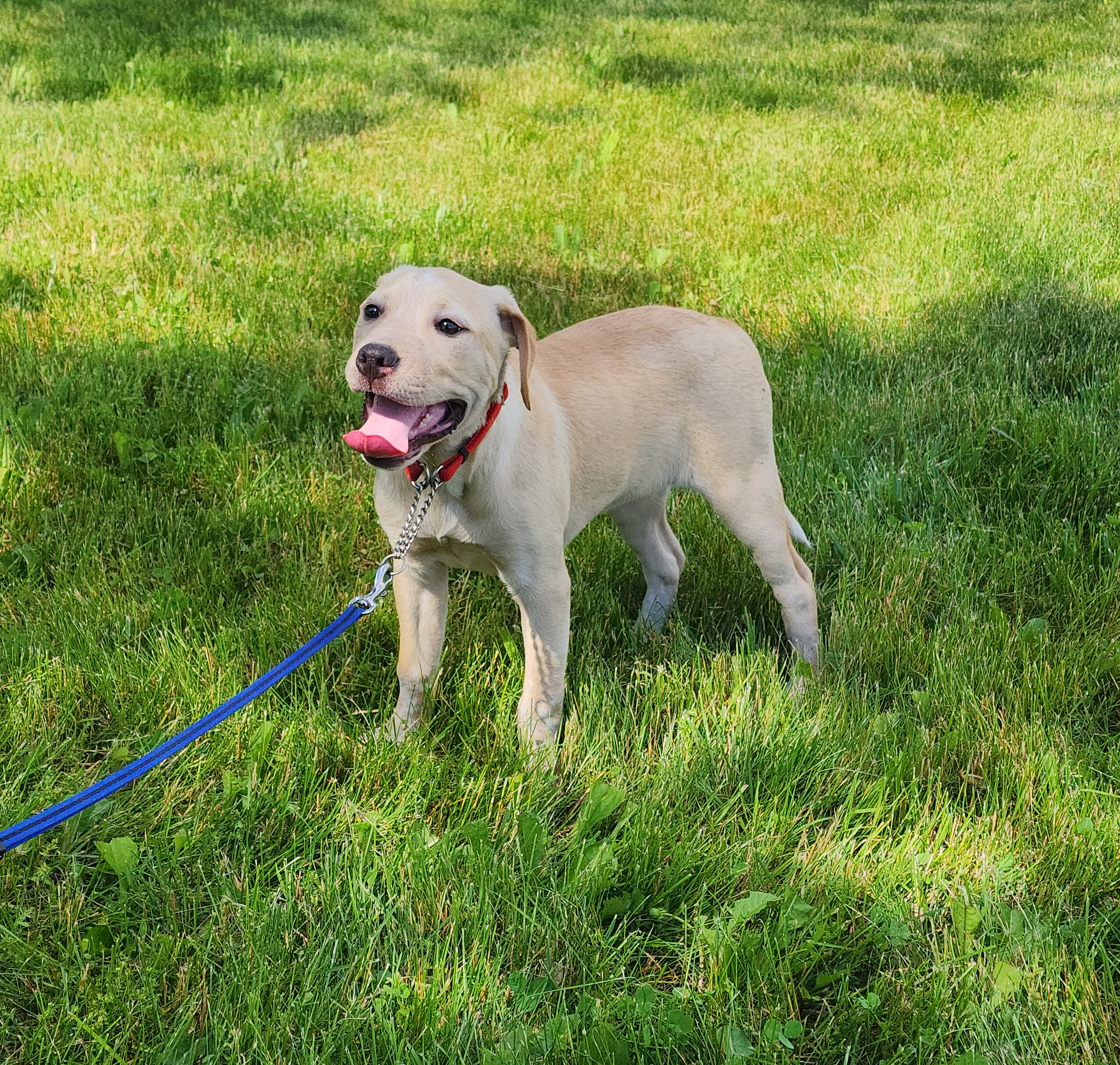 Enlarge Katara~ADOPTED, a Adopted Labrador Retriever in Milford, NJ image 5/6