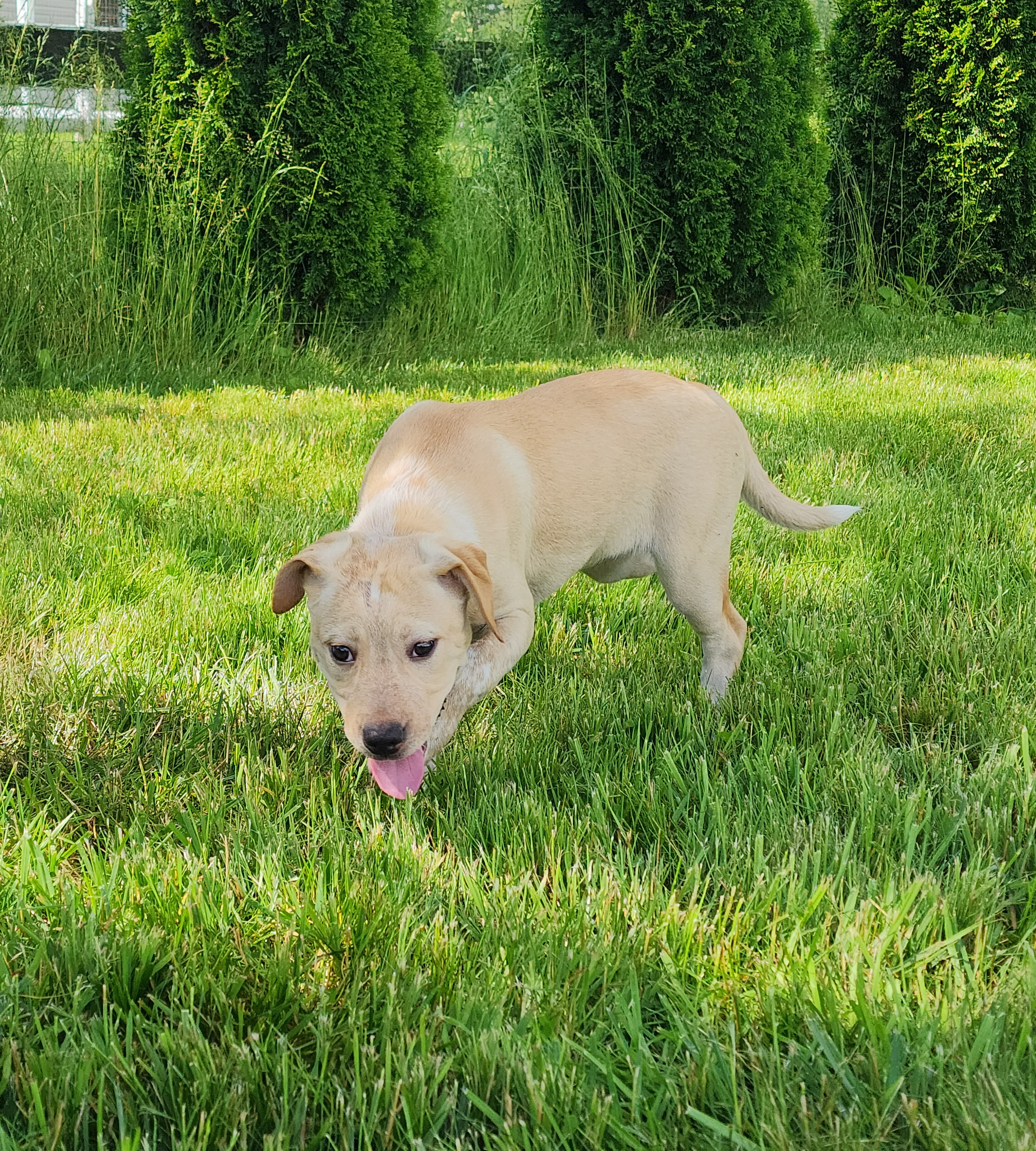 Enlarge Katara~ADOPTED, a Adopted Labrador Retriever in Milford, NJ image 6/6