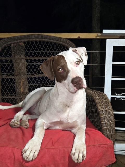 REX - your Velcro dog, a Adoptable mixed breed in Stafford, CT image 5/5