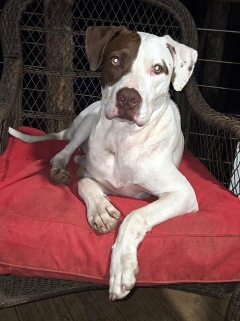 REX - your Velcro dog, a Adoptable mixed breed in Stafford, CT image 1/5