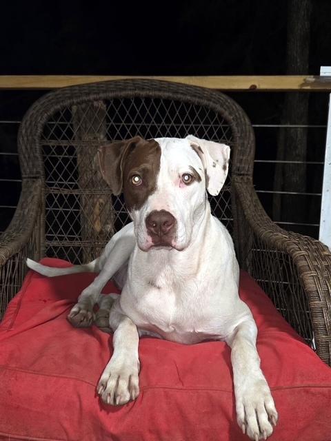 REX - your Velcro dog, a Adoptable mixed breed in Stafford, CT image 4/5