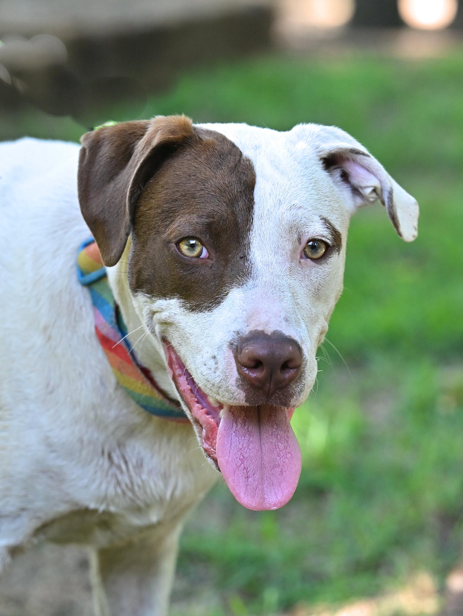 REX - your Velcro dog, a Adoptable mixed breed in Stafford, CT image 3/5