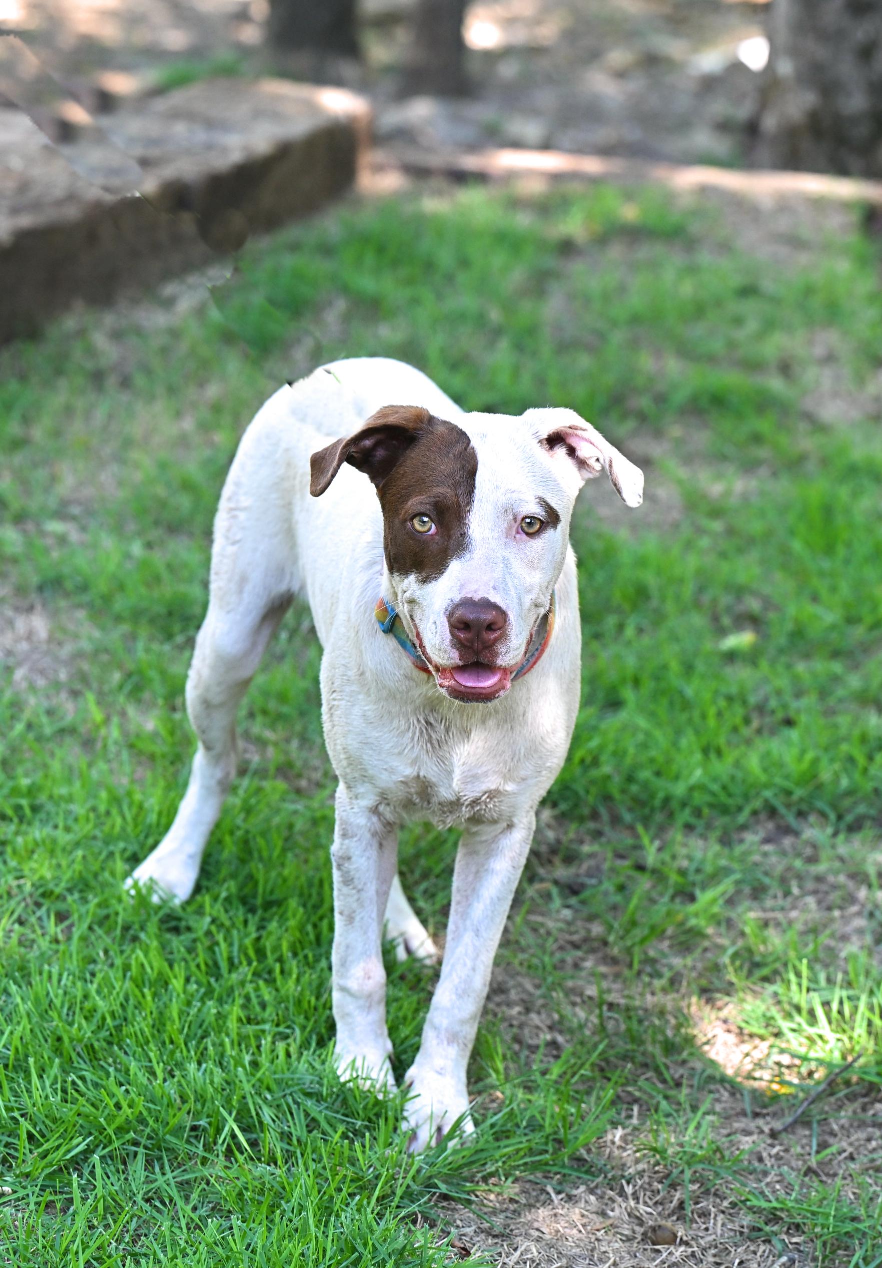 REX - your Velcro dog, Adoptable, Young Male Hound.