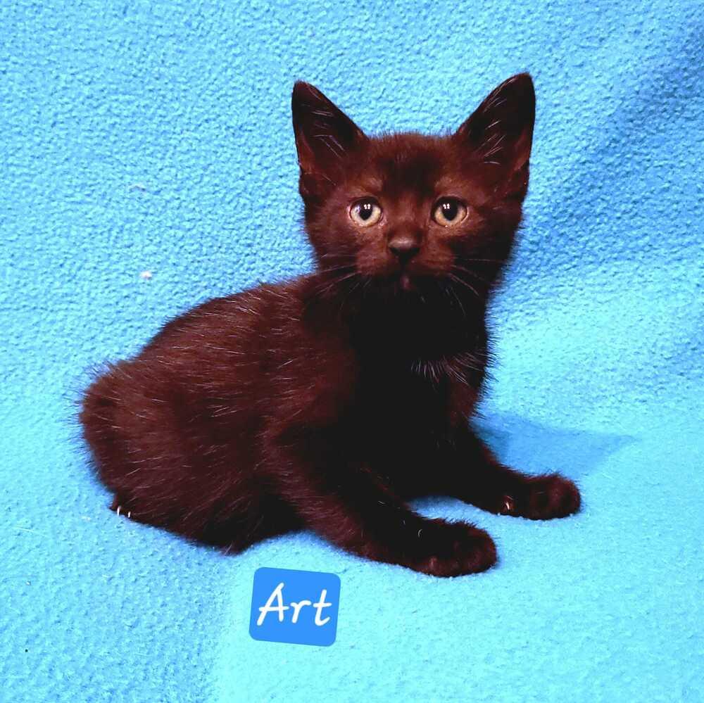 Sunshine Littles - Art, a Adoptable mixed breed in Jessup, MD image 1/2
