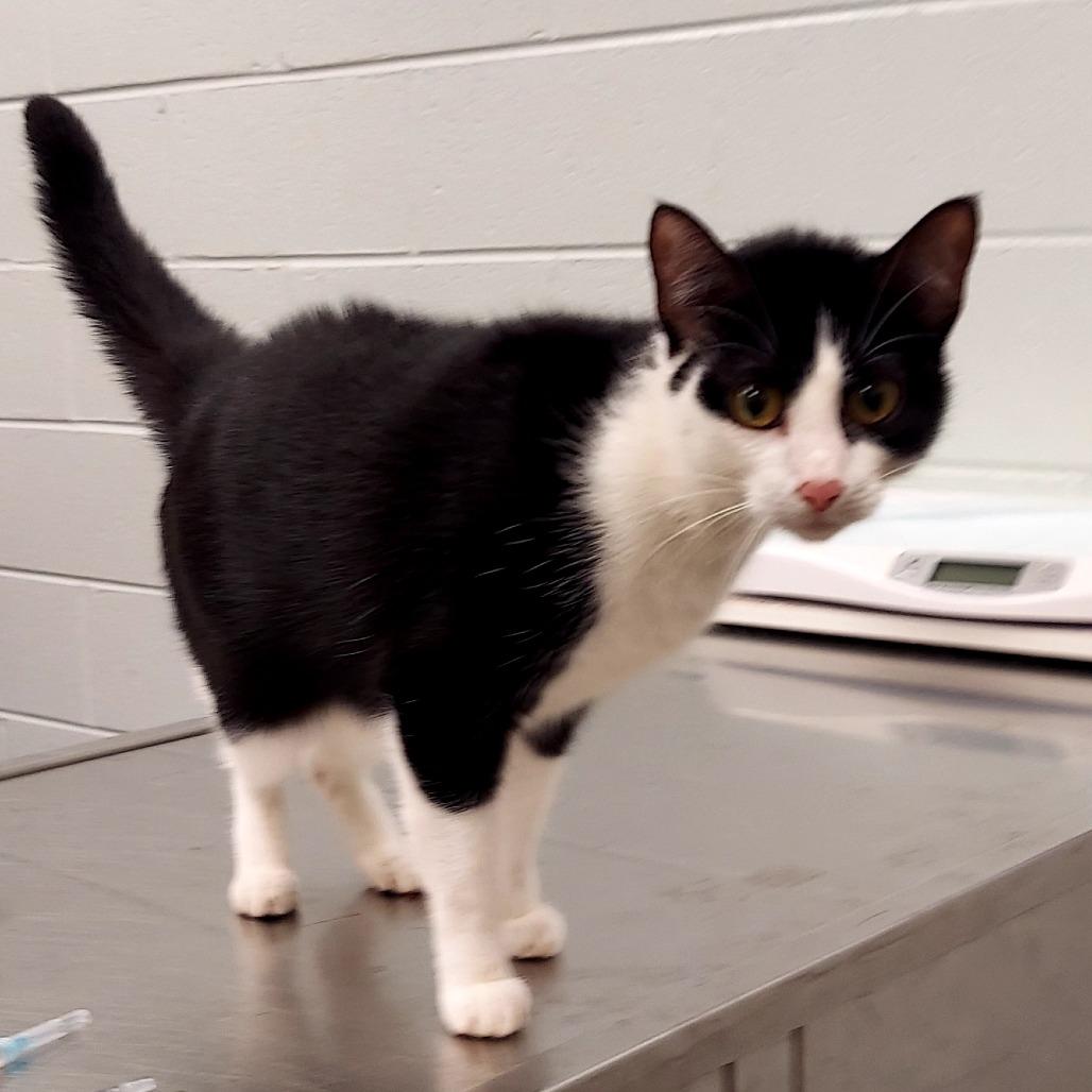 Nala, Adoptable, Adult Female Domestic Short Hair.