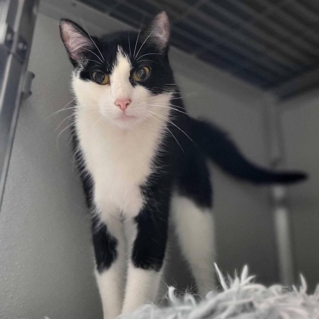 Nala, a Adoptable Domestic Short Hair in Chattanooga, TN image 2/6