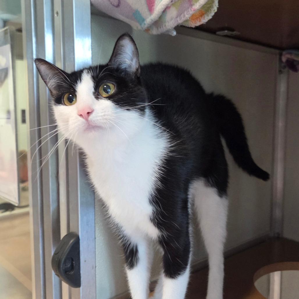 Nala, a Adoptable Domestic Short Hair in Chattanooga, TN image 3/6