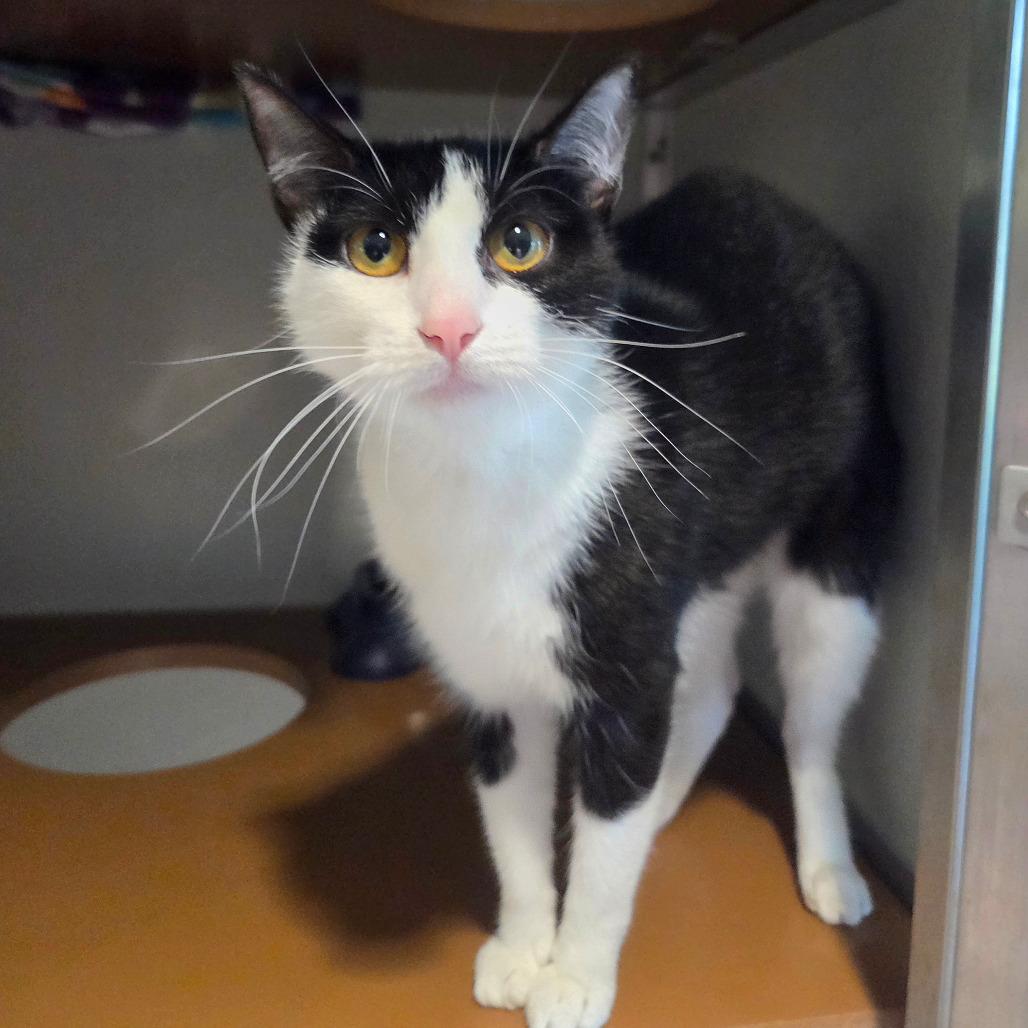 Nala, a Adoptable Domestic Short Hair in Chattanooga, TN image 4/6