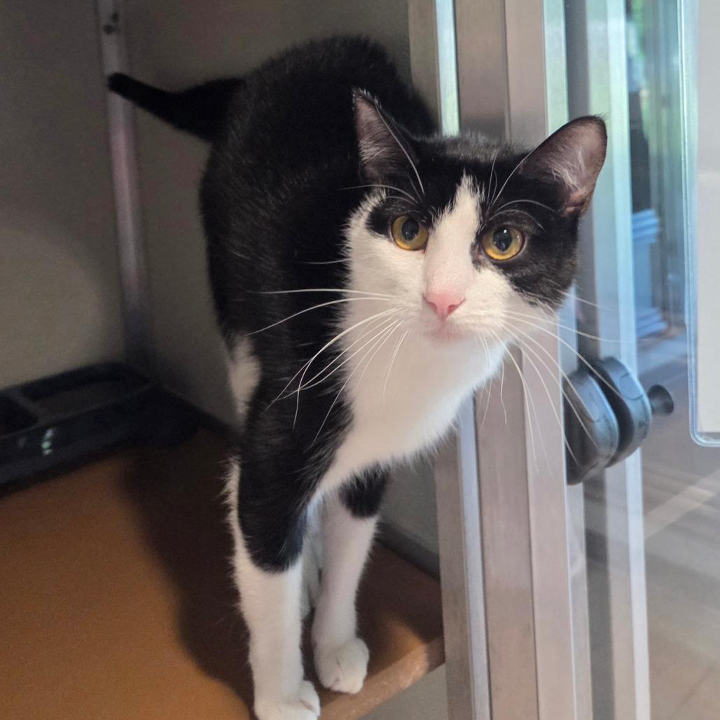 Nala, a Adoptable Domestic Short Hair in Chattanooga, TN image 5/6