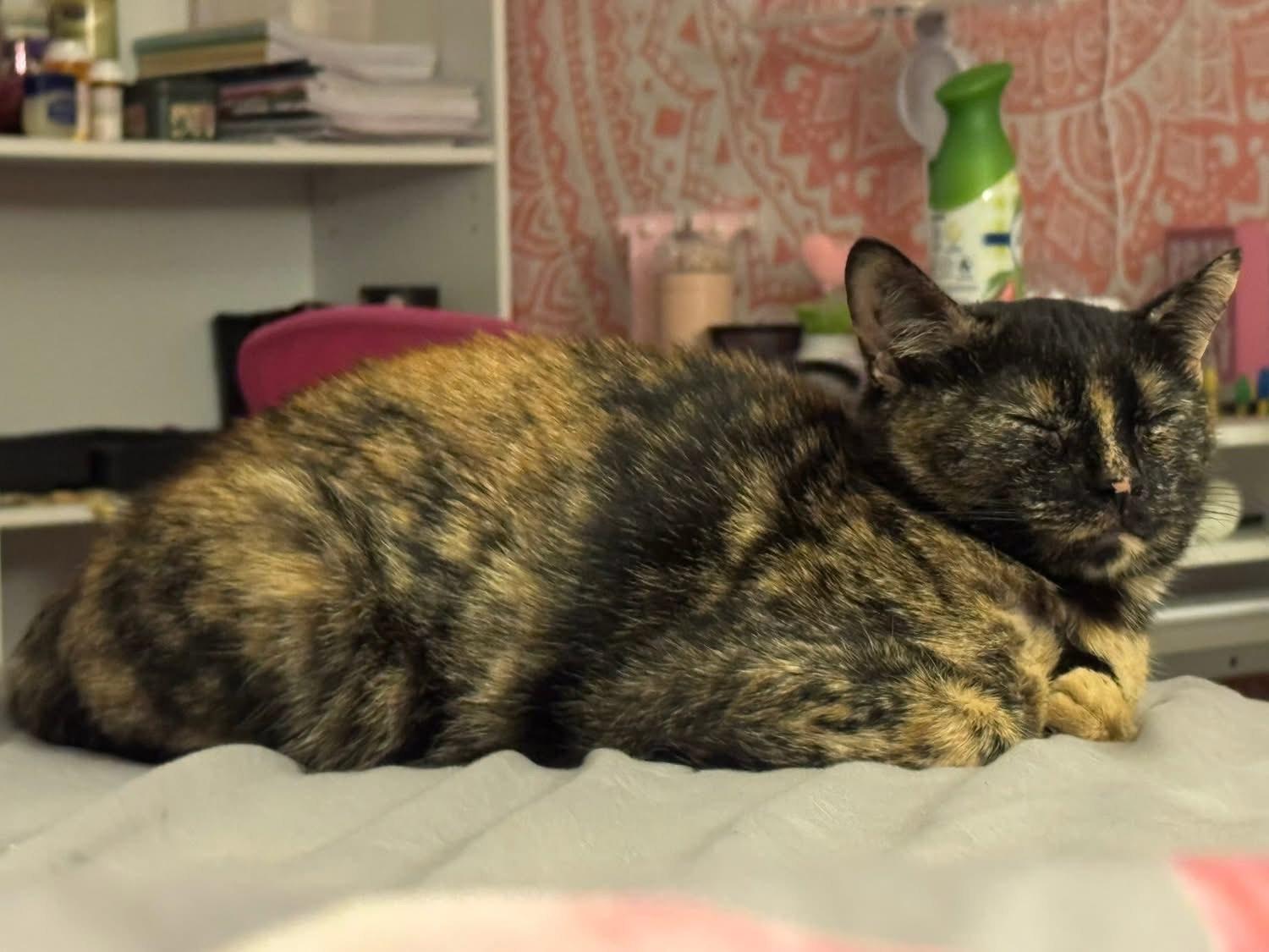 Lady-owner threatened with eviction