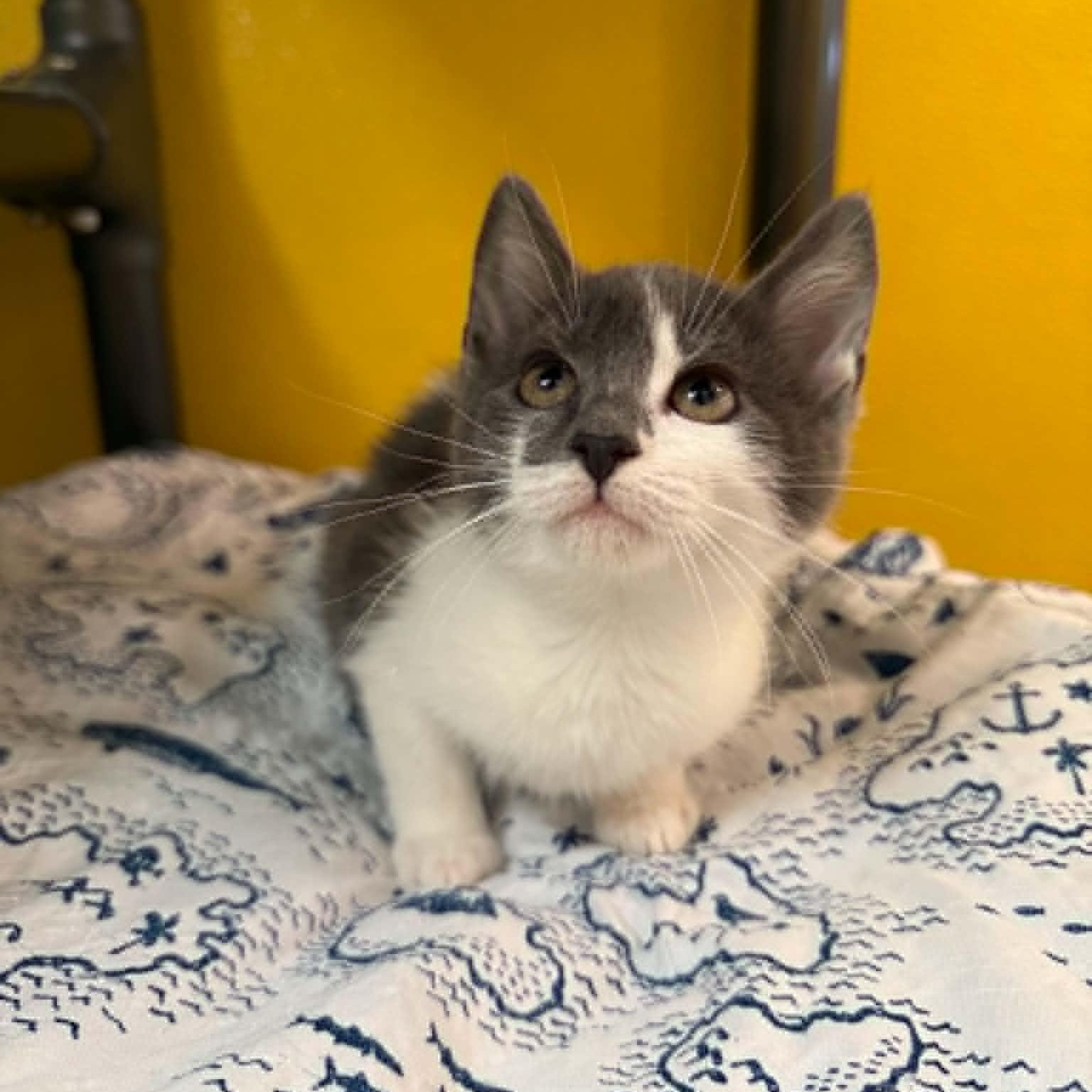 Dandy, ADOPTABLE, Kitten Female Domestic Short Hair.