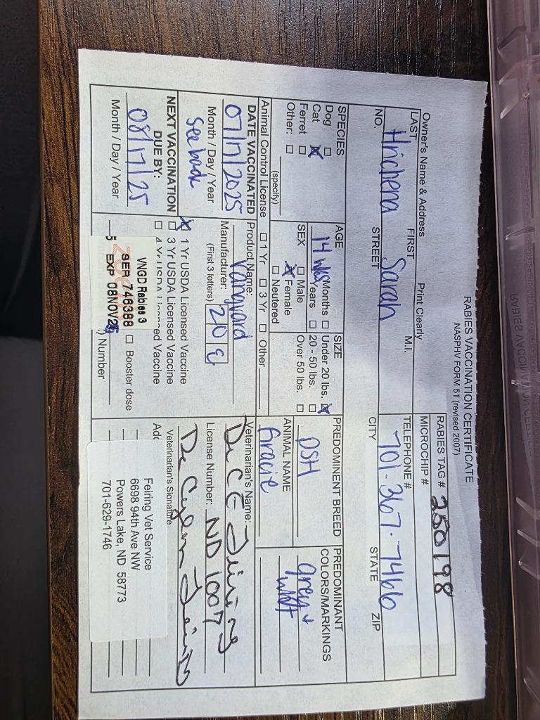 Graycie nka Gracie Koa, Adopted, Young Female Domestic Short Hair.