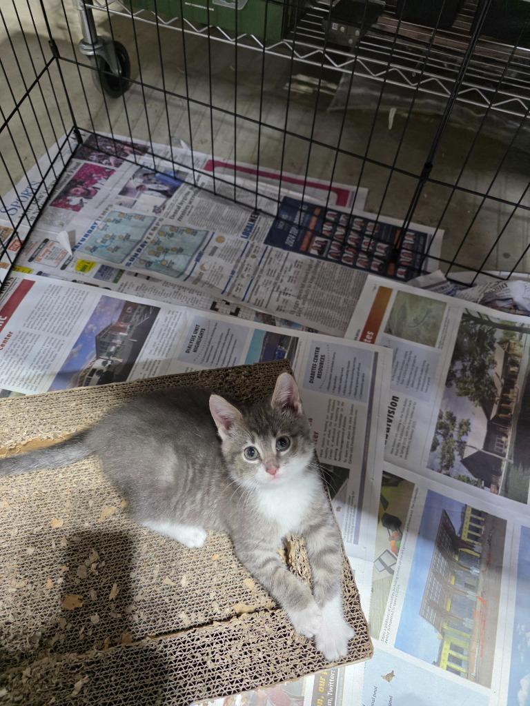 Graycie nka Gracie Koa, a Adopted mixed breed in Minot, ND image 2/6