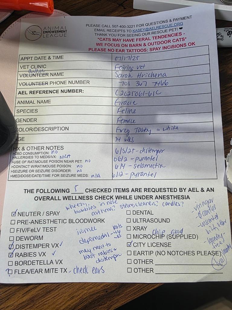 Graycie nka Gracie Koa, a Adopted mixed breed in Minot, ND image 3/6