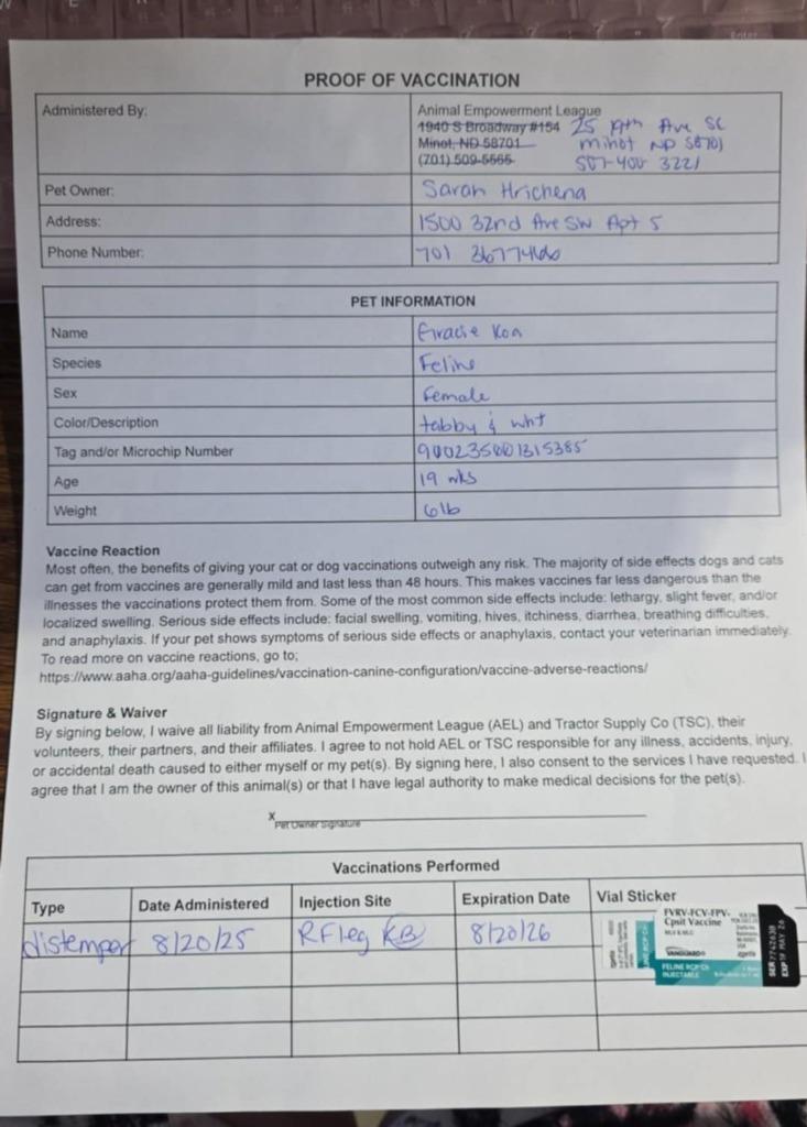 Graycie nka Gracie Koa, a Adopted mixed breed in Minot, ND image 4/6