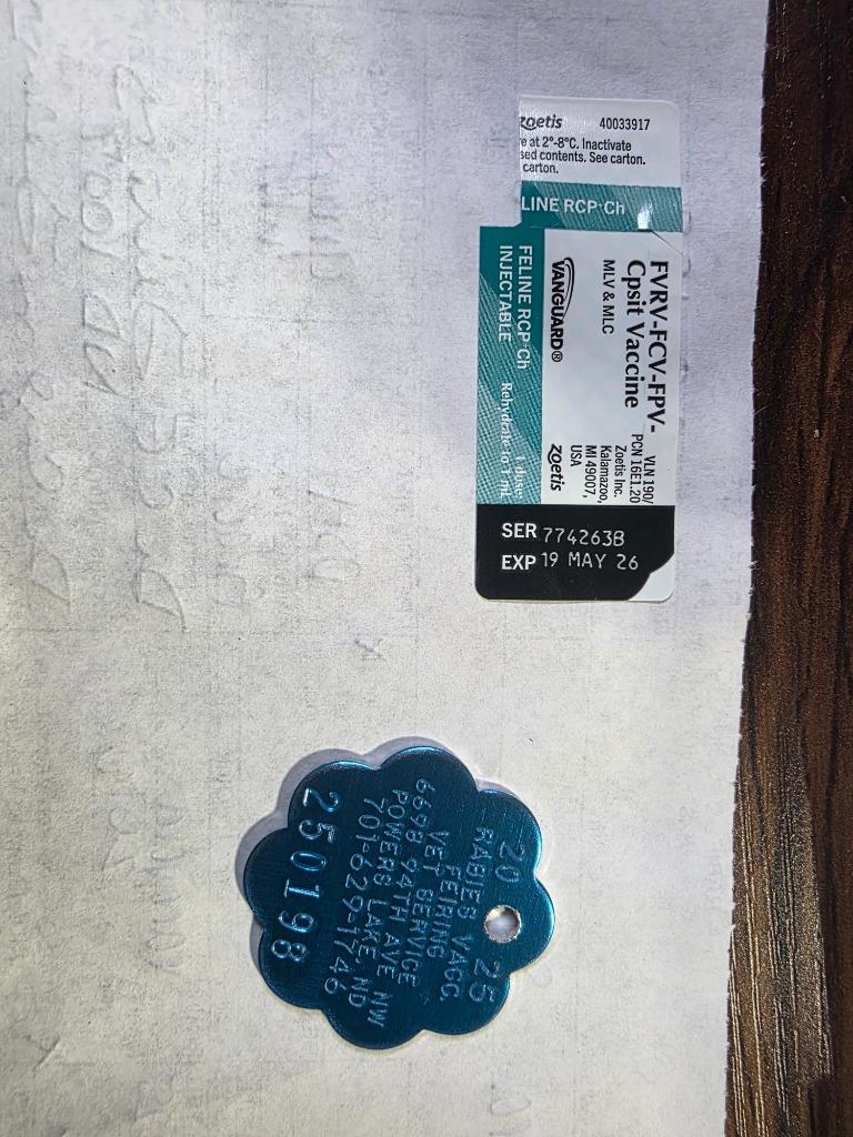 Graycie nka Gracie Koa, a Adopted mixed breed in Minot, ND image 5/6