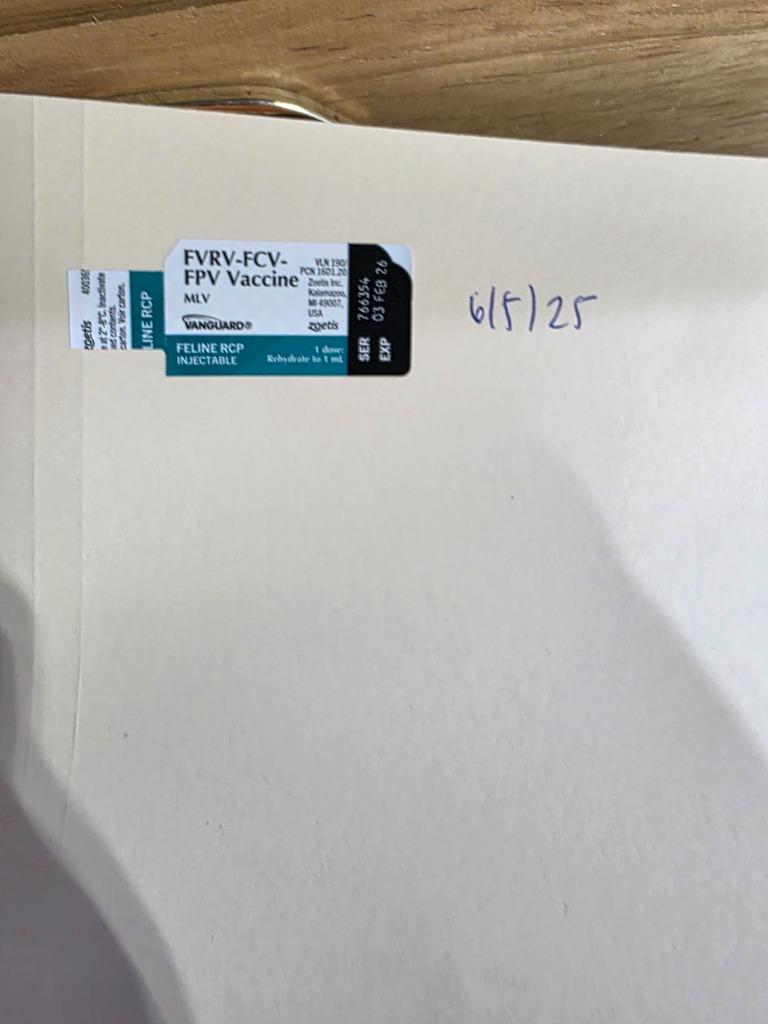 Graycie nka Gracie Koa, a Adopted mixed breed in Minot, ND image 6/6