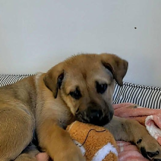Gabriel (20260216-13) , adopted, Puppy Male Shepherd & Mastiff.