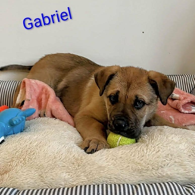 Gabriel (20260216-13) , an adopted mixed breed in Welland, ON image 4/4