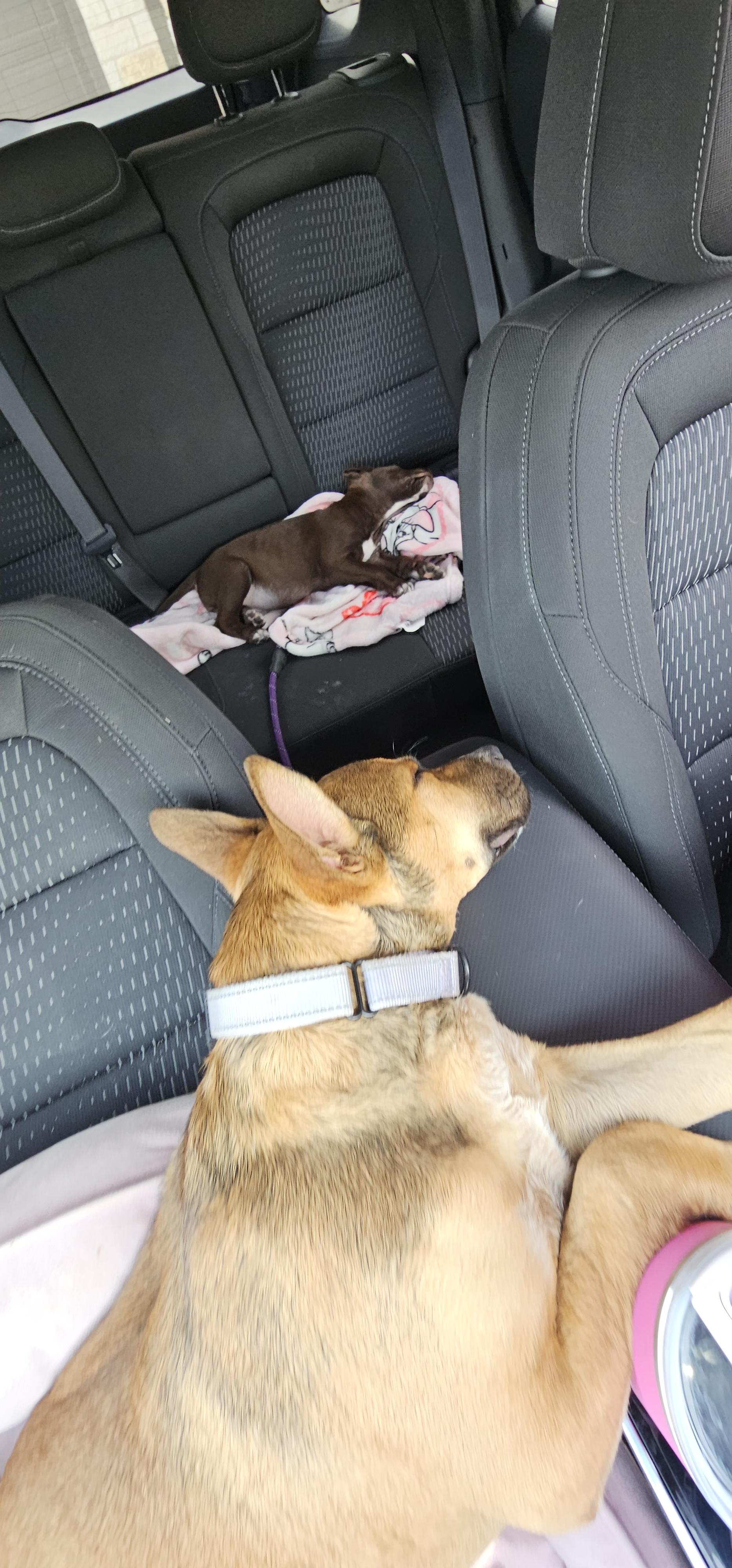 Enlarge Roxy , a Adoptable mixed breed in Austin, TX image 5/5