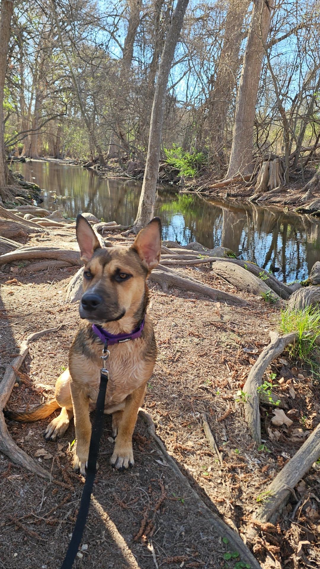 Enlarge Roxy , a Adoptable mixed breed in Austin, TX image 3/5