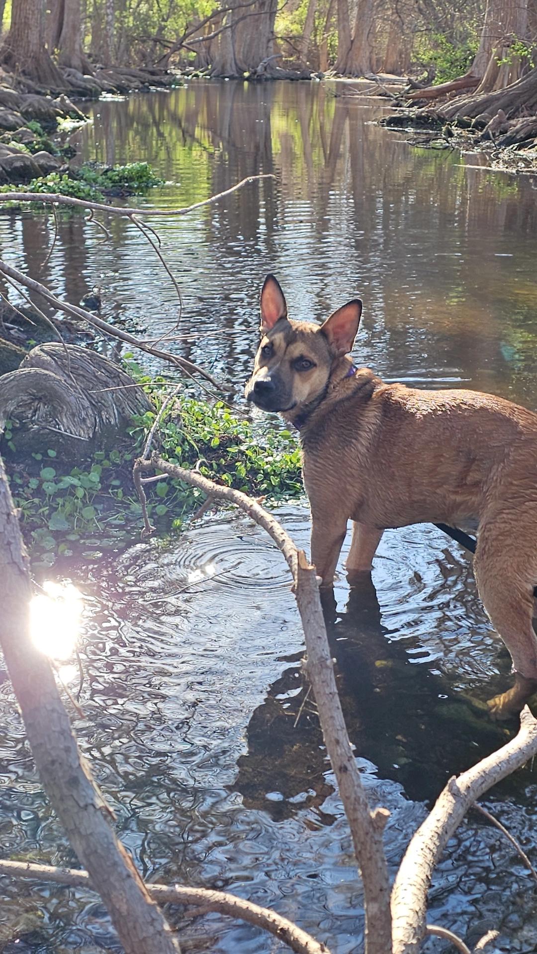 Enlarge Roxy , a Adoptable mixed breed in Austin, TX image 2/5