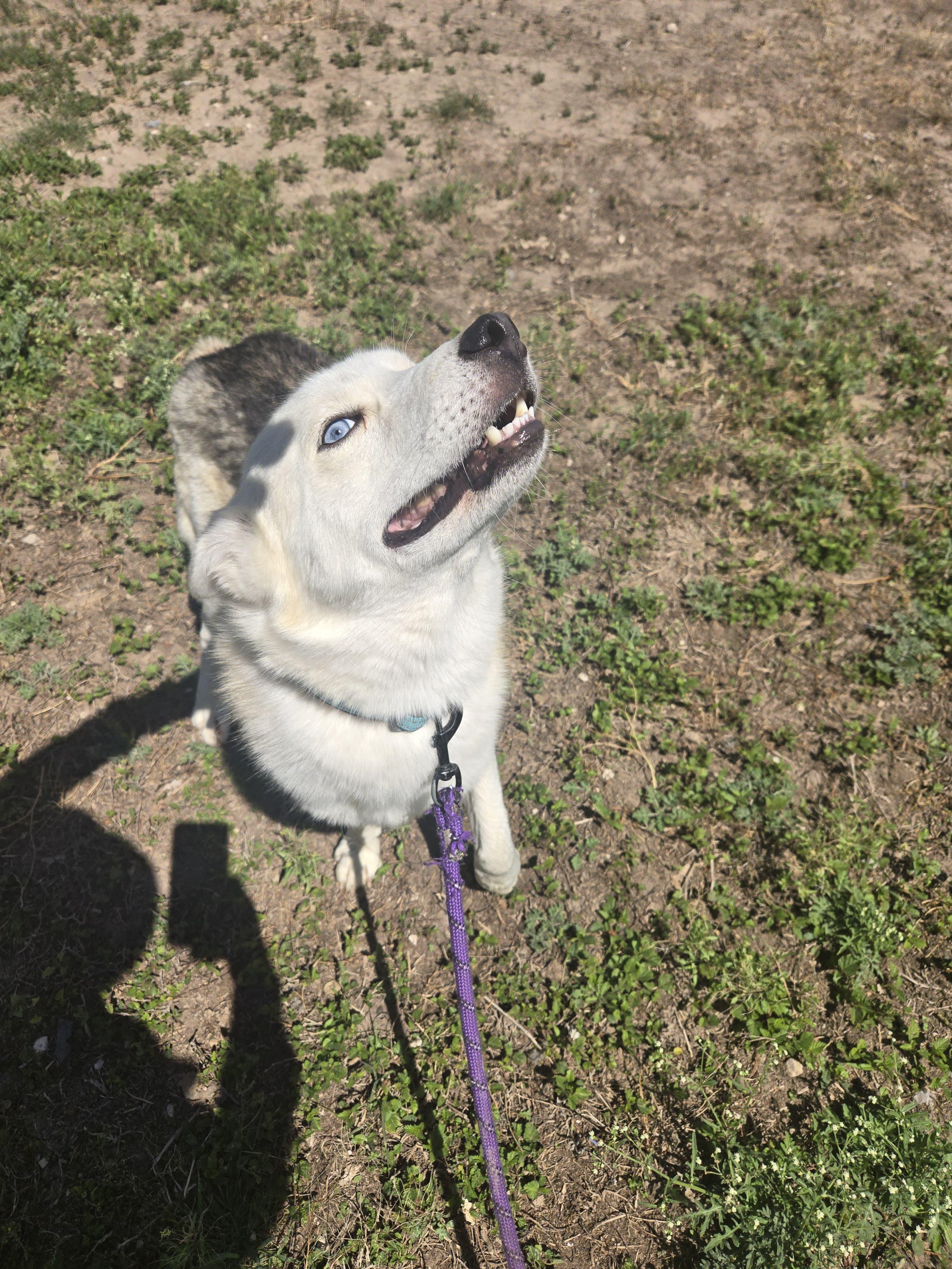 Enlarge Lucky, a Adoptable Siberian Husky in MISSION, TX image 3/6