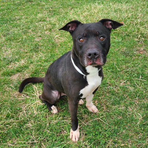 Saint, ADOPTABLE, Adult Male Pit Bull Terrier.