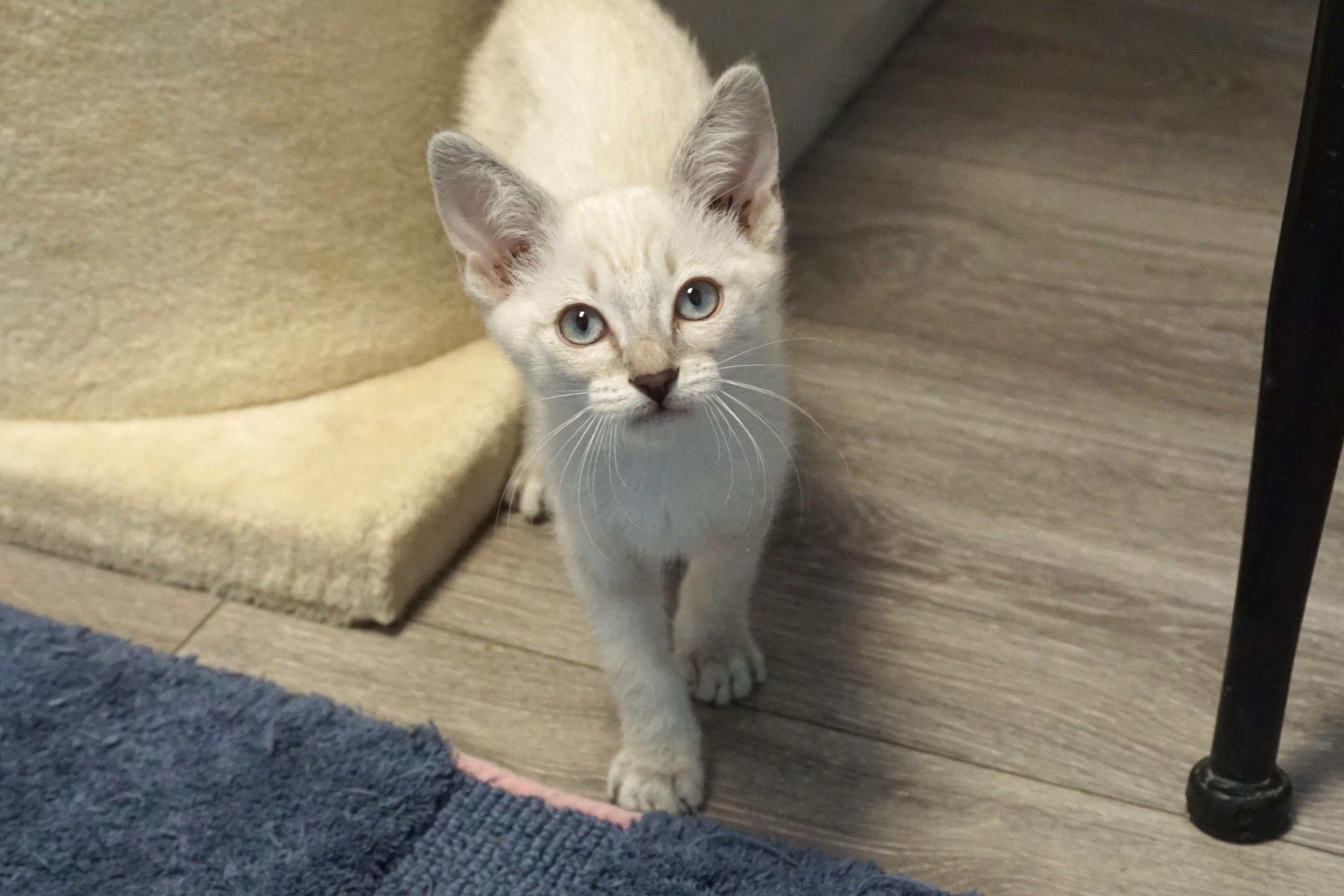 Enlarge Alba, an adopted Domestic Short Hair in Fountain Hills, AZ image 2/6